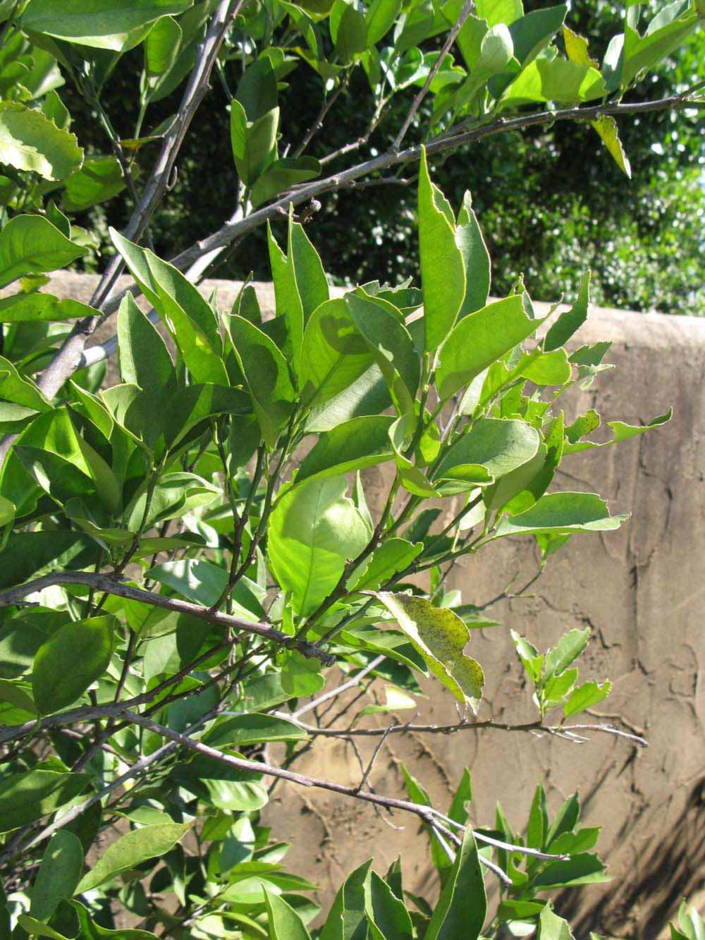              Sun leaves (Winter Haven, FL)       